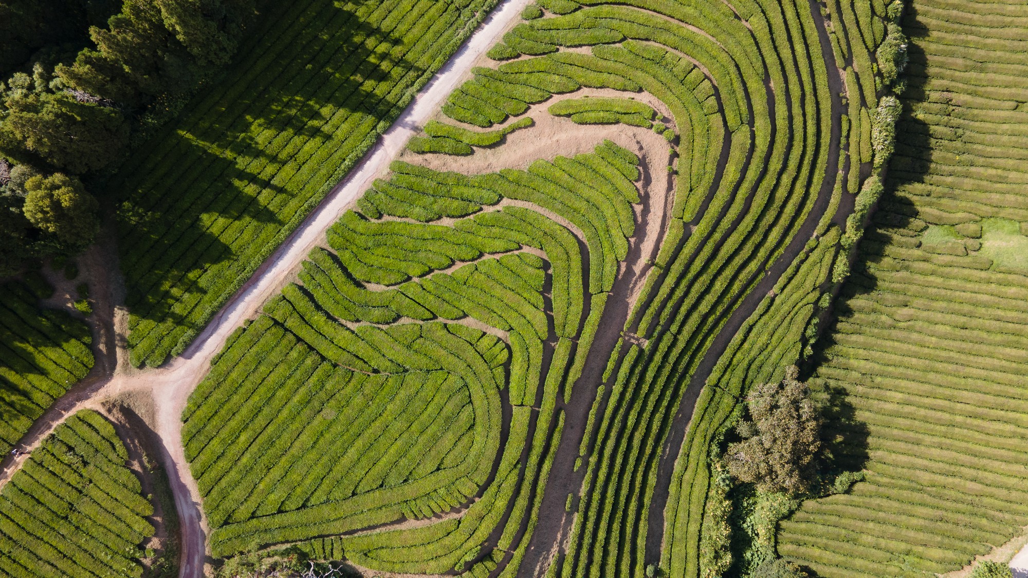 Zeleň na Azorech