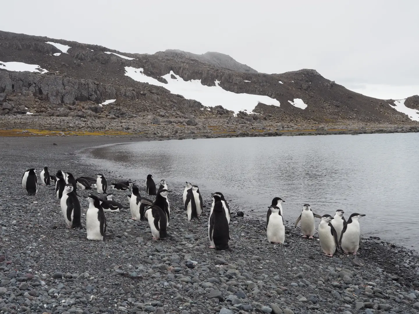 Nelsonův ostrov: Antarktida nečekaná